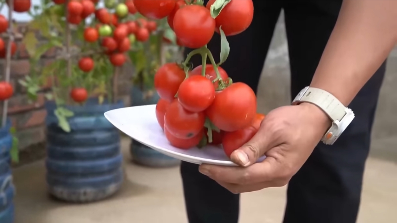 How I Grew Tomatoes from Seeds to Ripe Fruits — Step-by-Step in Containers How I Grew Tomatoes from Seeds to Ripe Fruits
