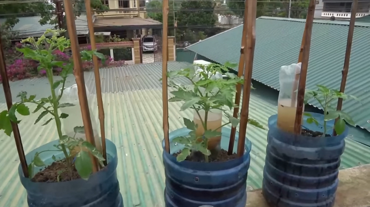 How I Grew Tomatoes from Seeds to Ripe Fruits — Step-by-Step in Containers How I Grew Tomatoes from Seeds to Ripe Fruits