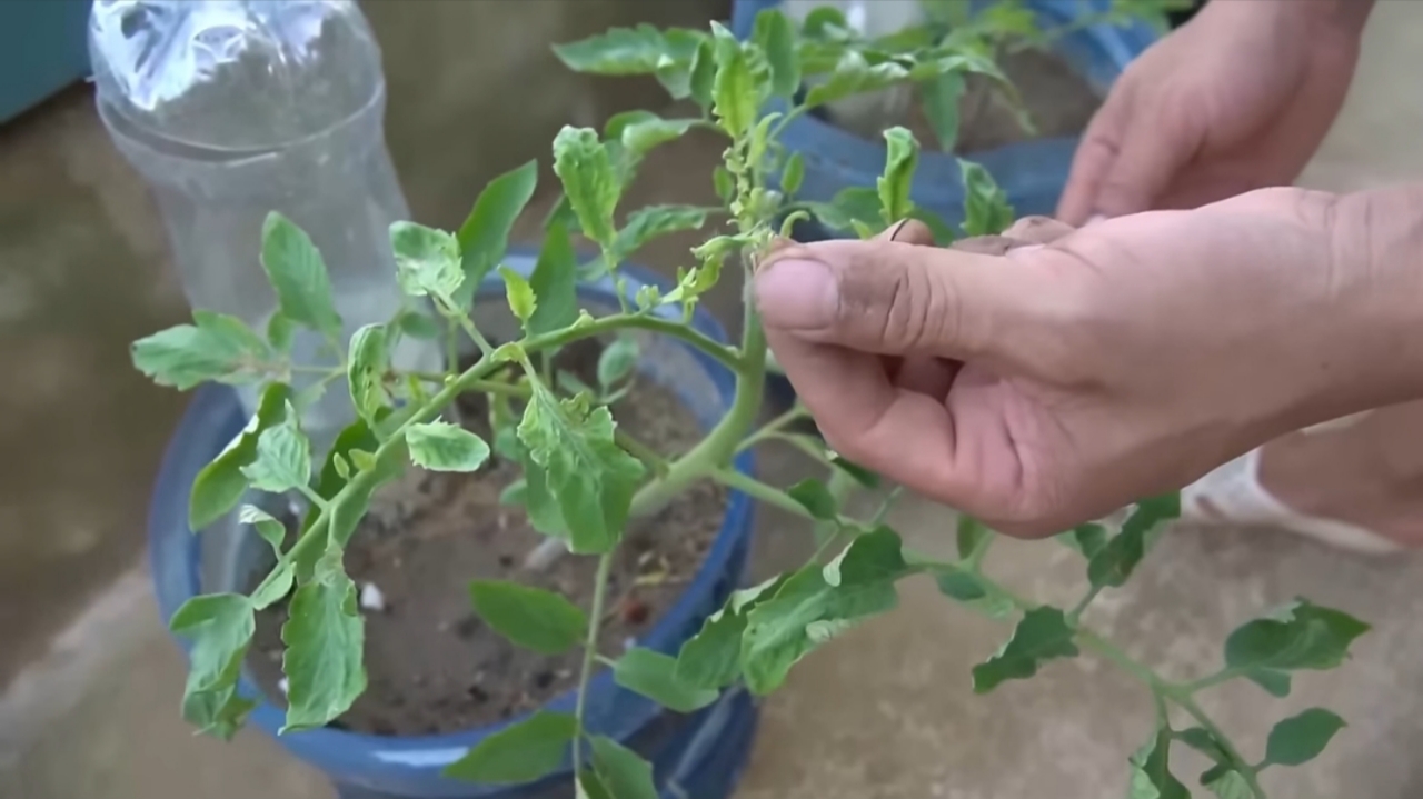 How I Grew Tomatoes from Seeds to Ripe Fruits — Step-by-Step in Containers How I Grew Tomatoes from Seeds to Ripe Fruits