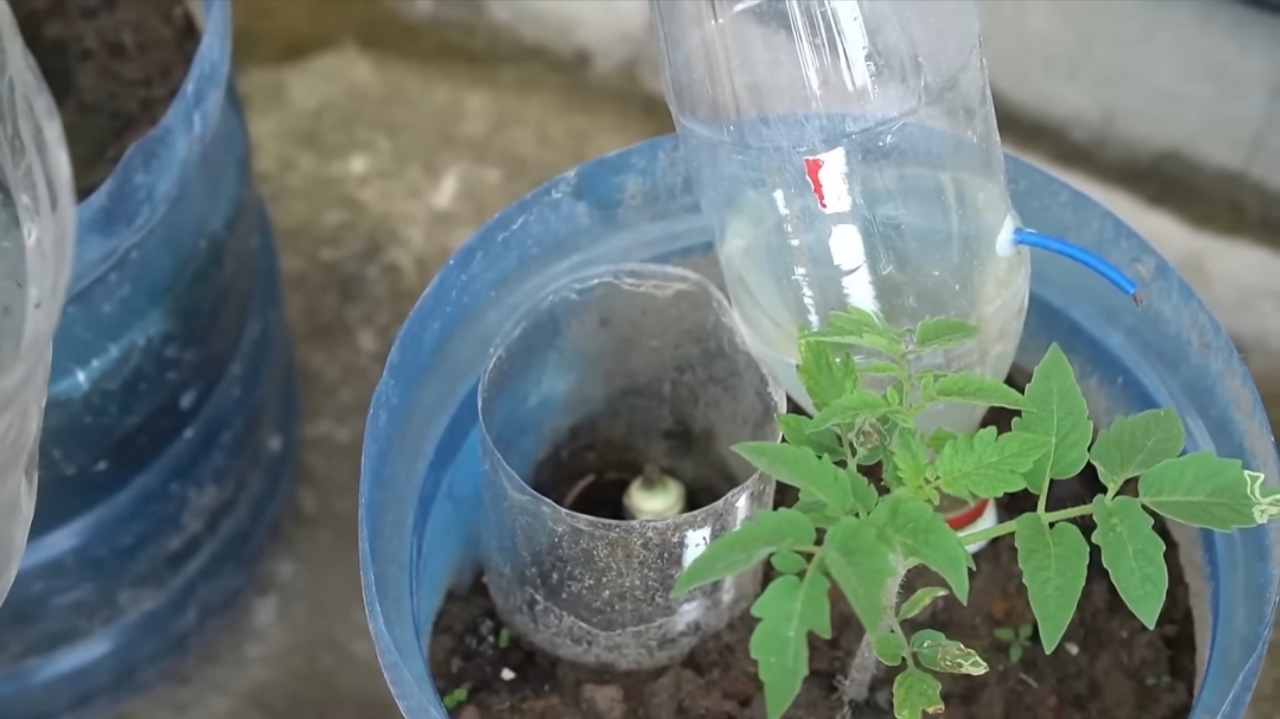 How I Grew Tomatoes from Seeds to Ripe Fruits — Step-by-Step in Containers How I Grew Tomatoes from Seeds to Ripe Fruits