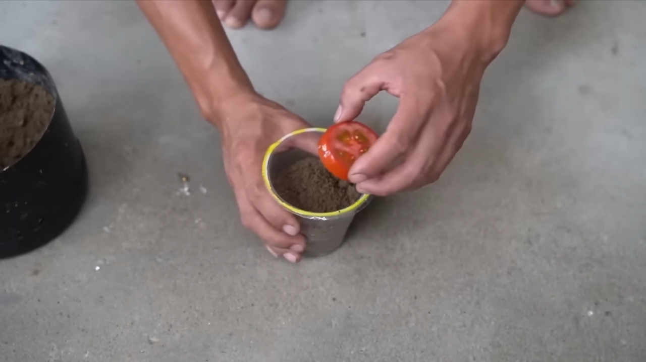 How I Grew Tomatoes from Seeds to Ripe Fruits — Step-by-Step in Containers How I Grew Tomatoes from Seeds to Ripe Fruits