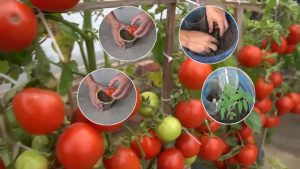 How I Grew Tomatoes from Seeds to Ripe Fruits