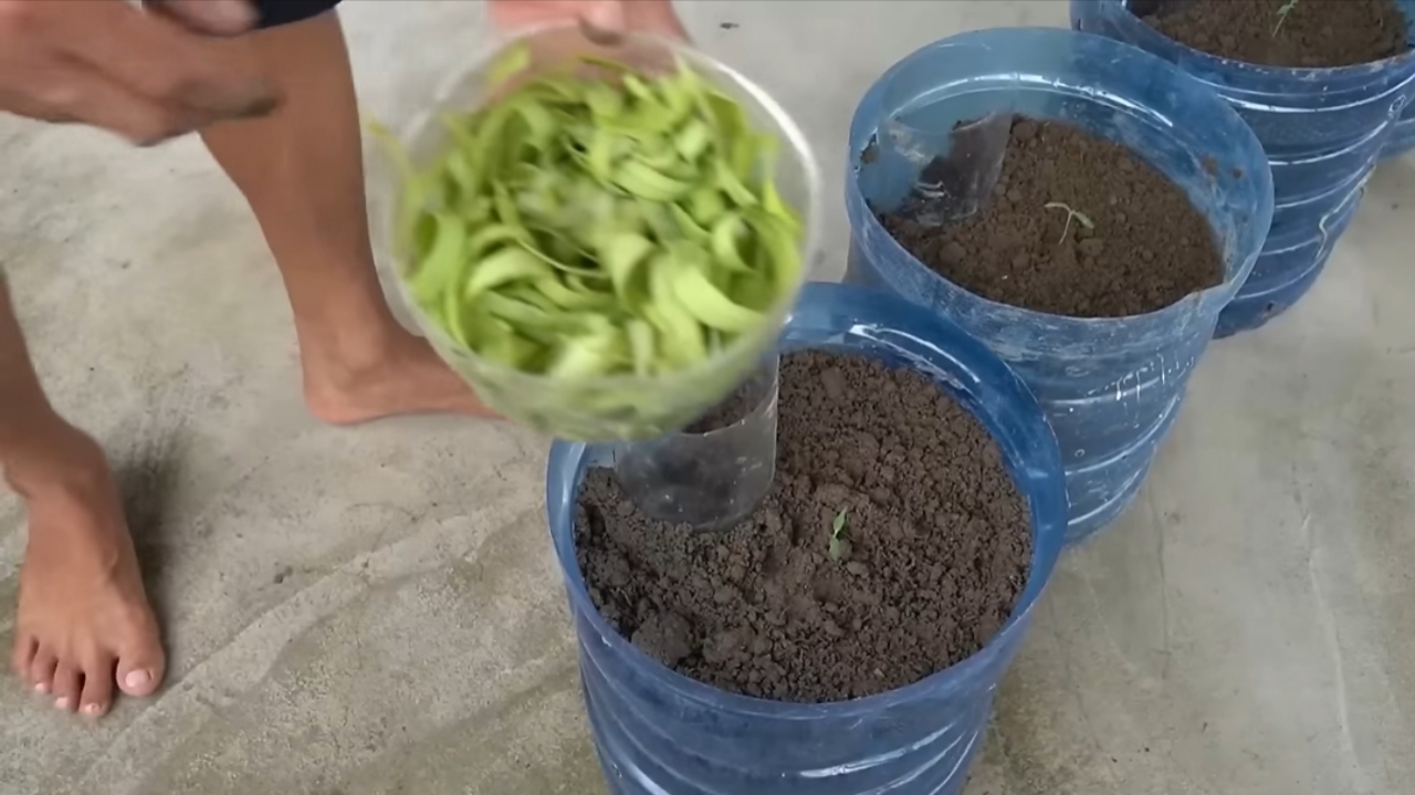 How I Grew Tomatoes from Seeds to Ripe Fruits — Step-by-Step in Containers How I Grew Tomatoes from Seeds to Ripe Fruits