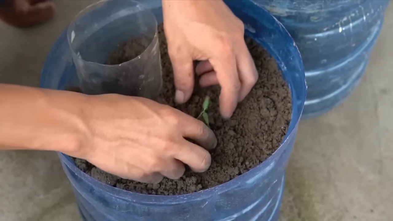 How I Grew Tomatoes from Seeds to Ripe Fruits — Step-by-Step in Containers How I Grew Tomatoes from Seeds to Ripe Fruits