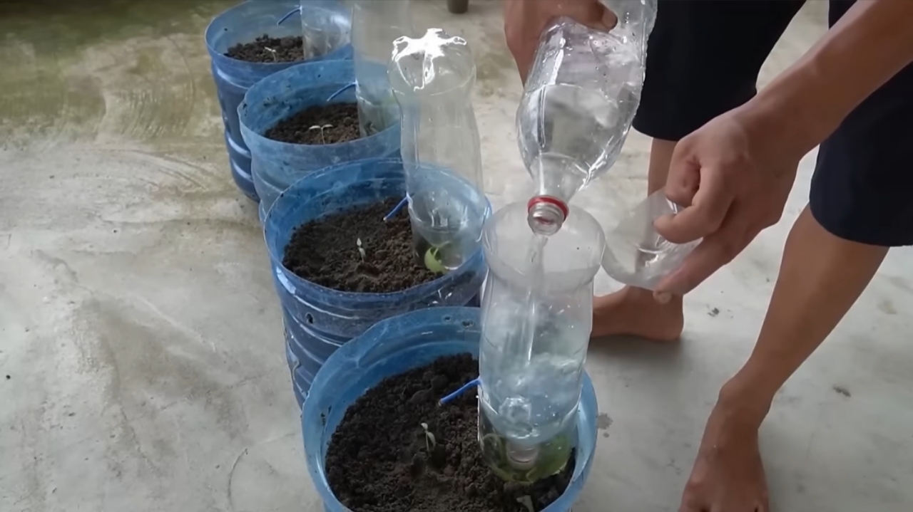 How I Grew Tomatoes from Seeds to Ripe Fruits — Step-by-Step in Containers How I Grew Tomatoes from Seeds to Ripe Fruits