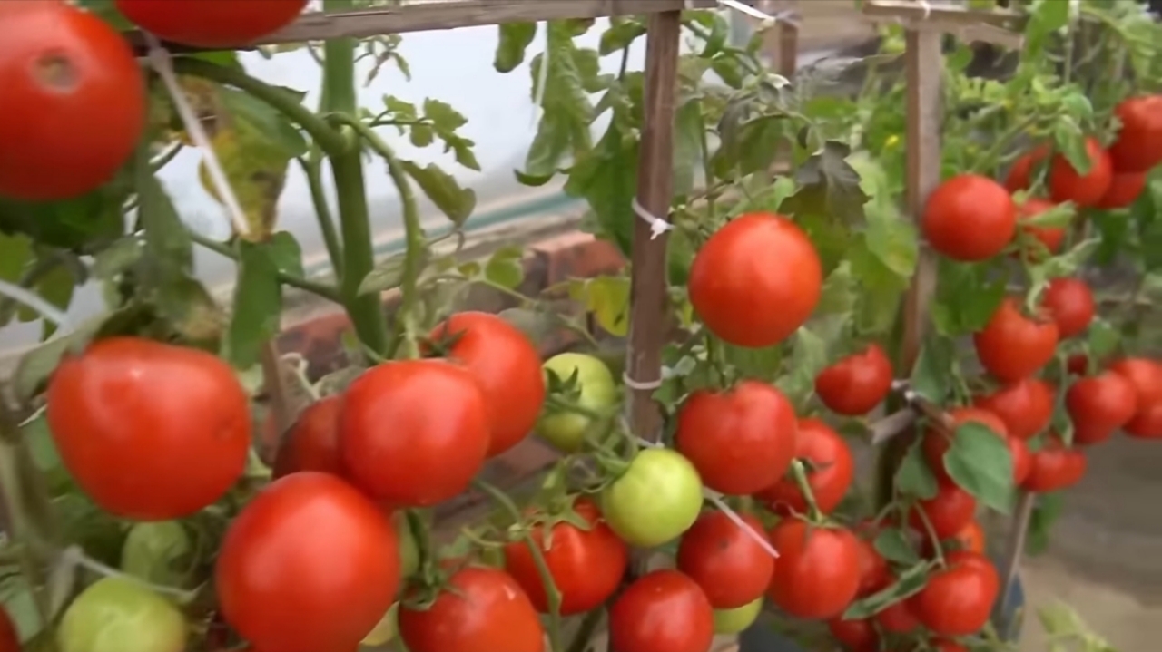 How I Grew Tomatoes from Seeds to Ripe Fruits — Step-by-Step in Containers How I Grew Tomatoes from Seeds to Ripe Fruits
