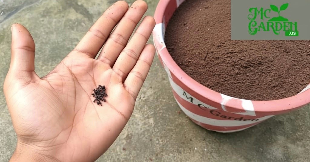 Growing Dragon Fruit at Home: A Complete Step-by-Step Guide How I Grew a Dragon Fruit Tree from a Tiny Seed to a Fruiting Wonder