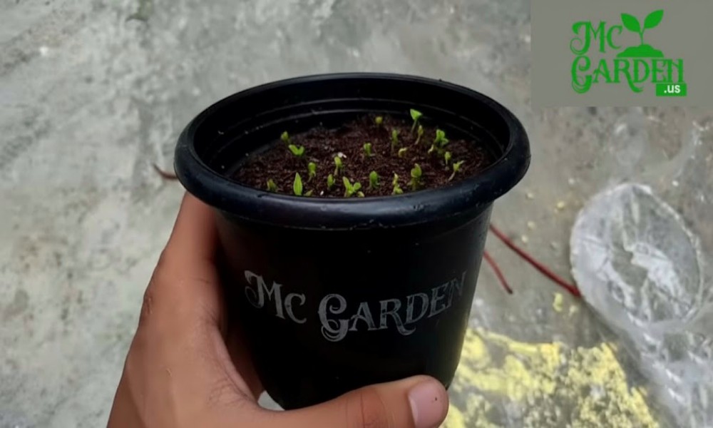 Growing Dragon Fruit at Home: A Complete Step-by-Step Guide How I Grew a Dragon Fruit Tree from a Tiny Seed to a Fruiting Wonder