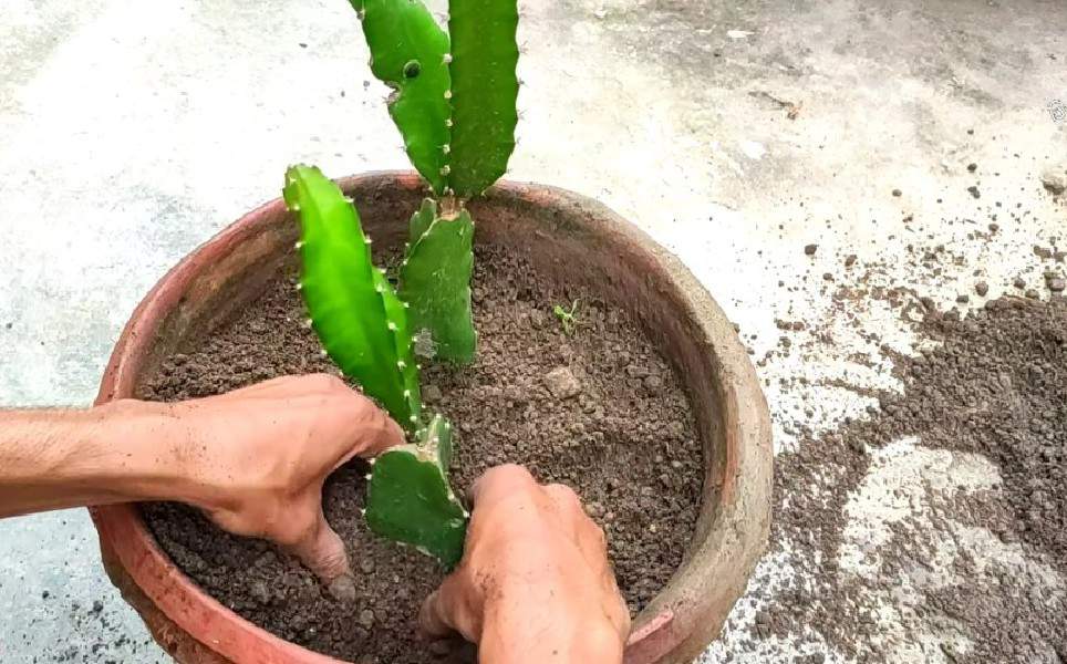 Growing Dragon Fruit at Home: A Complete Step-by-Step Guide How I Grew a Dragon Fruit Tree from a Tiny Seed to a Fruiting Wonder