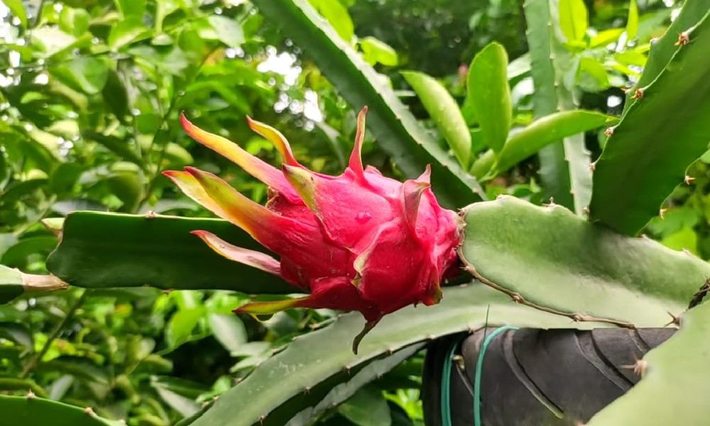 Growing Dragon Fruit at Home: A Complete Step-by-Step Guide How I Grew a Dragon Fruit Tree from a Tiny Seed to a Fruiting Wonder