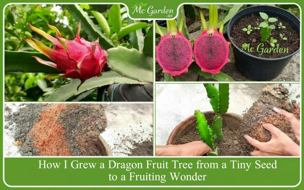 It's Horrible Guide : How I Grew a Dragon Fruit Tree from a Tiny Seed to a Fruiting Wonder