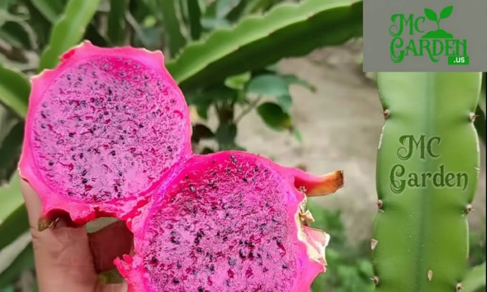 Growing Dragon Fruit at Home: A Complete Step-by-Step Guide How I Grew a Dragon Fruit Tree from a Tiny Seed to a Fruiting Wonder