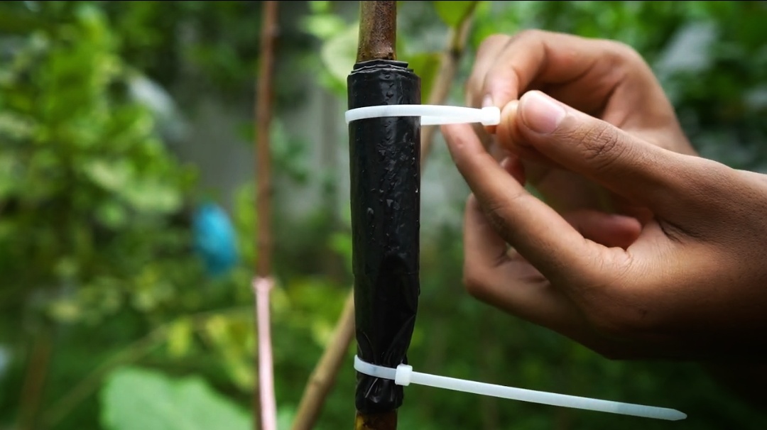 How I Grow a New Guava Tree from a Branch: My Full Process How I Grow a New Guava Tree from a Branch