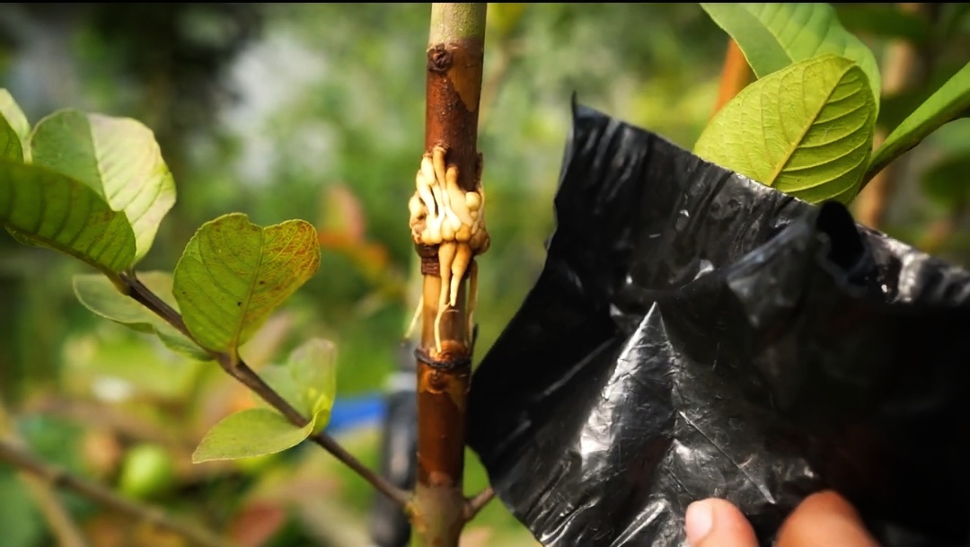 How I Grow a New Guava Tree from a Branch: My Full Process How I Grow a New Guava Tree from a Branch