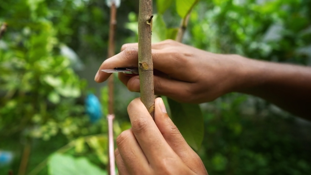 How I Grow a New Guava Tree from a Branch: My Full Process How I Grow a New Guava Tree from a Branch
