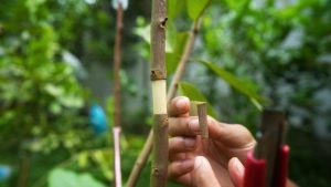 How I Grow A New Guava Tree From A Branch