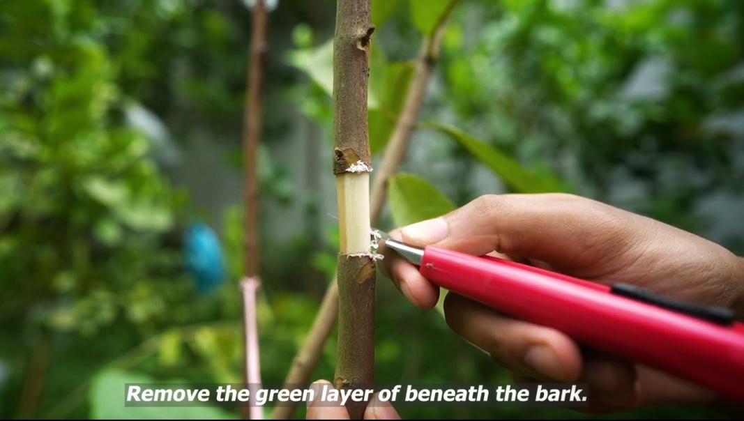How I Grow a New Guava Tree from a Branch: My Full Process How I Grow a New Guava Tree from a Branch