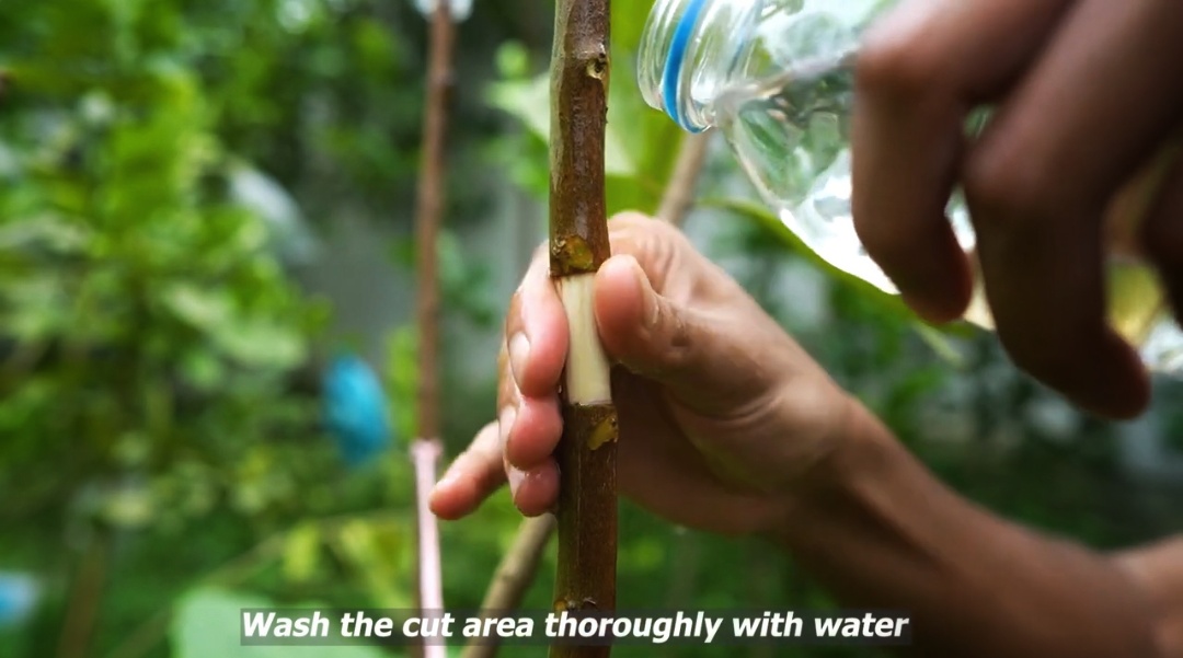 How I Grow a New Guava Tree from a Branch: My Full Process How I Grow a New Guava Tree from a Branch