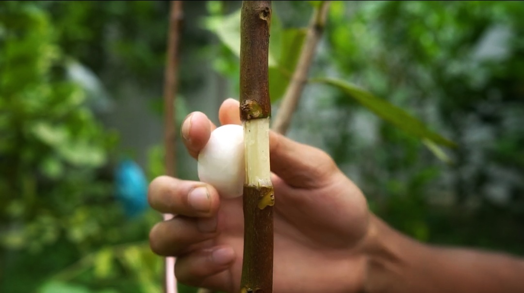 How I Grow a New Guava Tree from a Branch: My Full Process How I Grow a New Guava Tree from a Branch