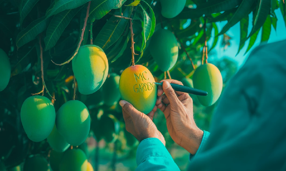 How to Grow a Mango Tree from a Ripe Fruit and Get the Same Mango How to Grow a Mango Tree from a Ripe Fruit and Get the Same Mango