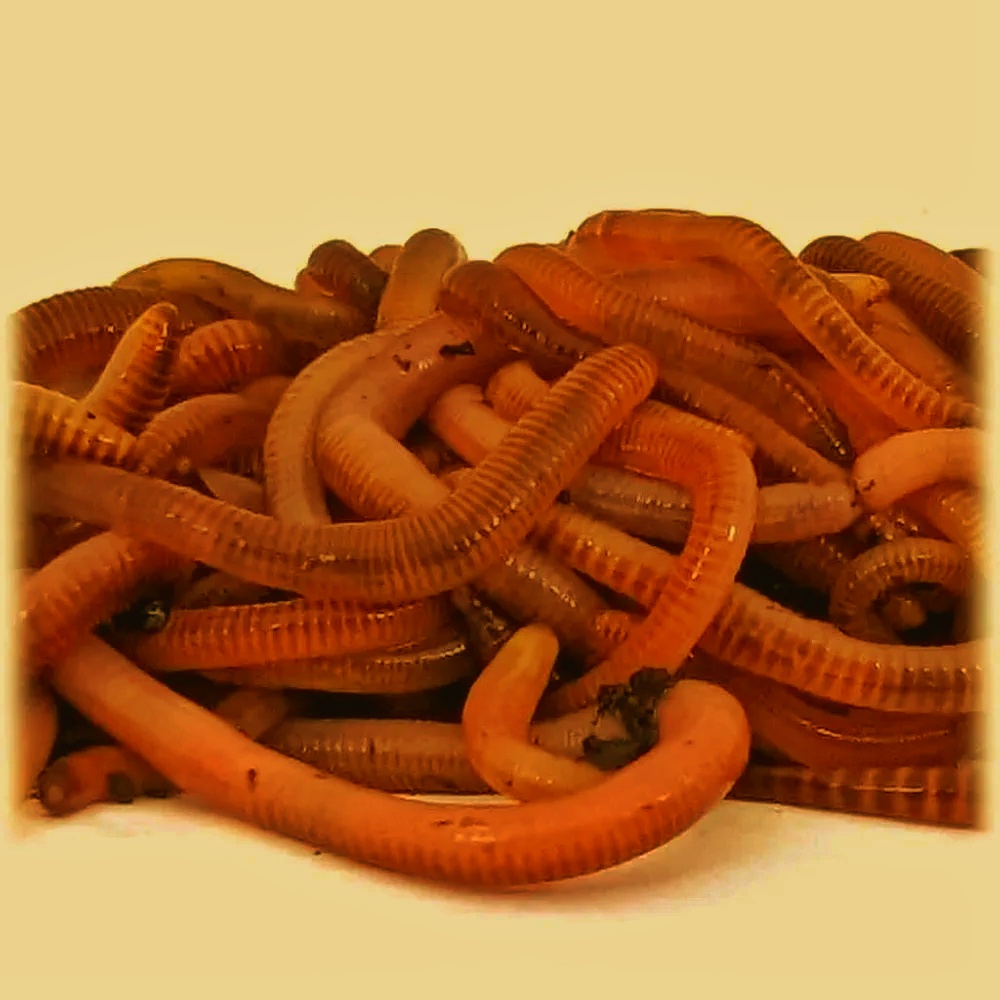 🪱 Small-Scale Worm Composting – From Kitchen Scraps to Rich Soil Worm Composting