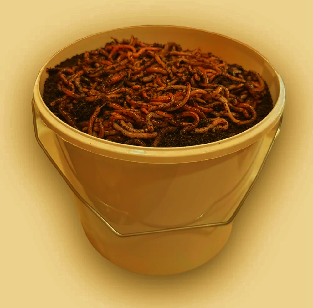 🪱 Small-Scale Worm Composting – From Kitchen Scraps to Rich Soil Worm Composting