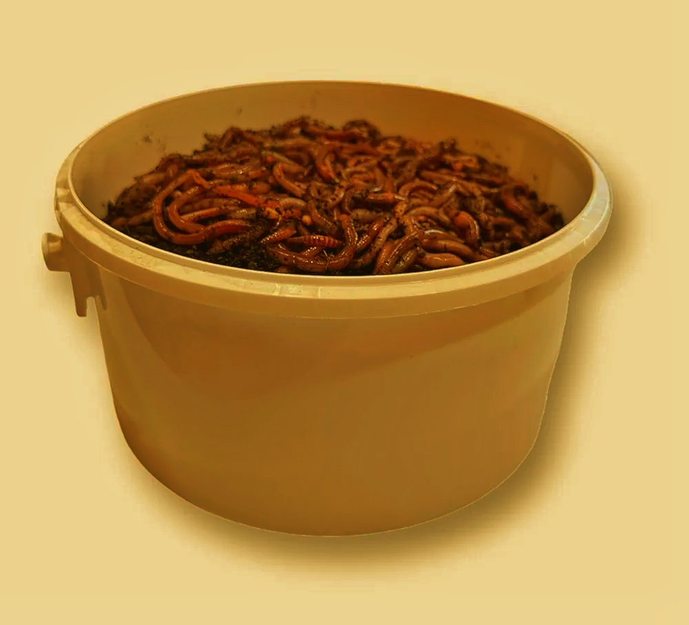 🪱 Small-Scale Worm Composting – From Kitchen Scraps to Rich Soil Worm Composting