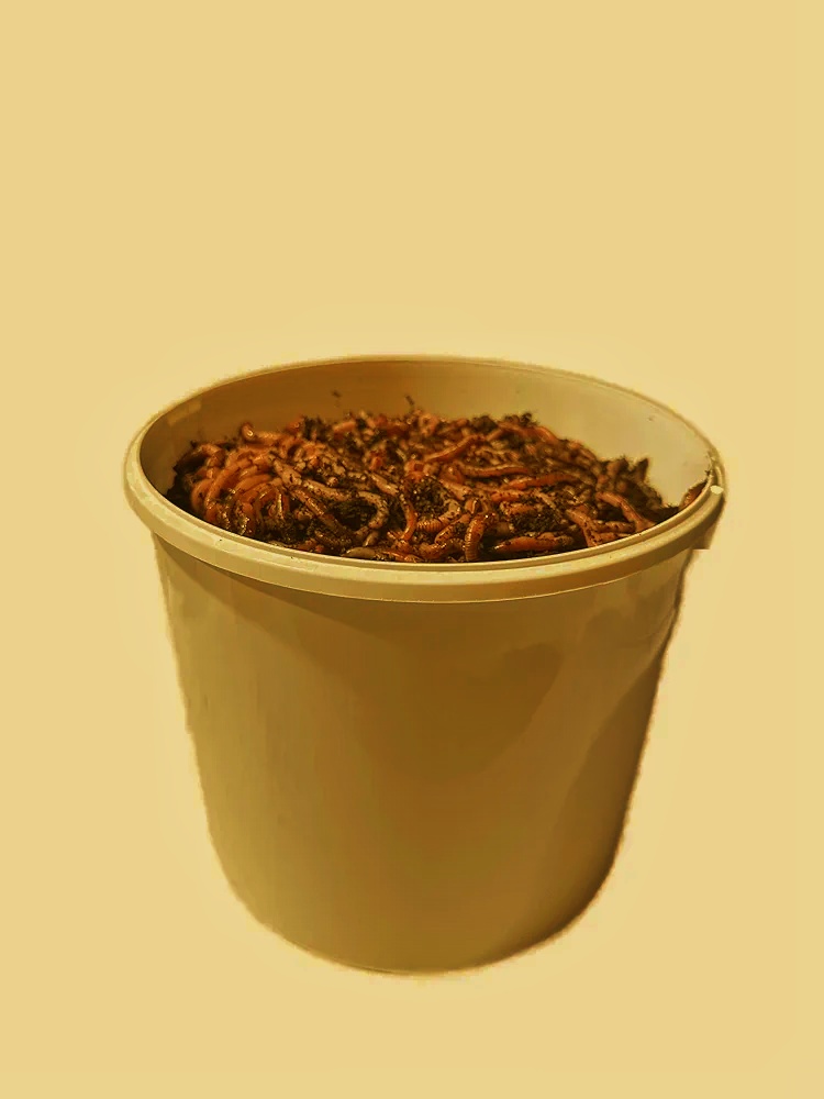 🪱 Small-Scale Worm Composting – From Kitchen Scraps to Rich Soil Worm Composting