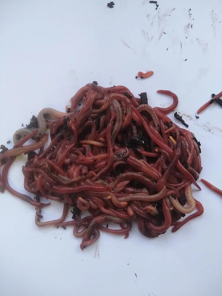 🪱 Small-Scale Worm Composting – From Kitchen Scraps to Rich Soil Worm Composting