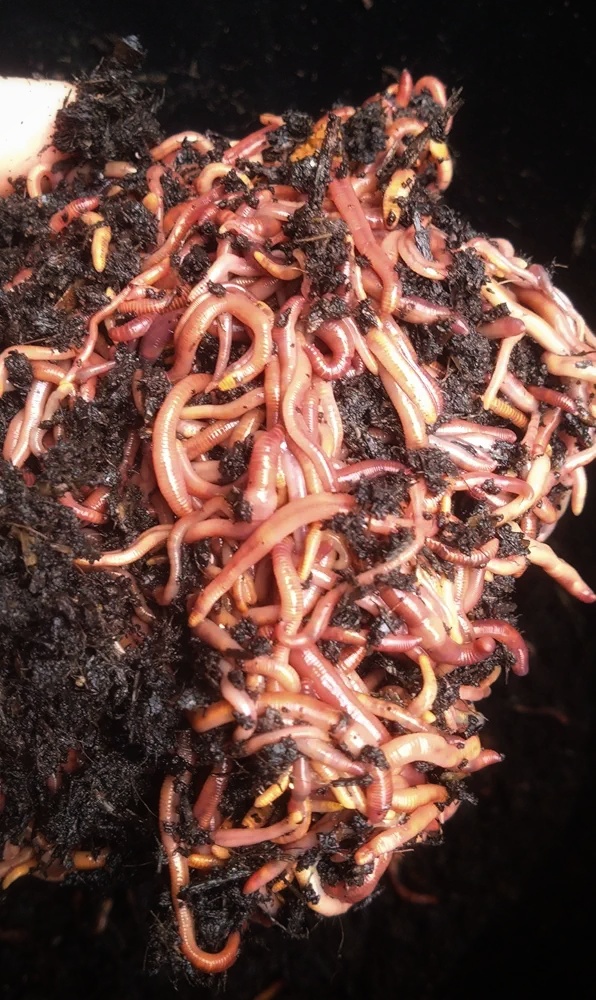 🪱 Small-Scale Worm Composting – From Kitchen Scraps to Rich Soil Worm Composting
