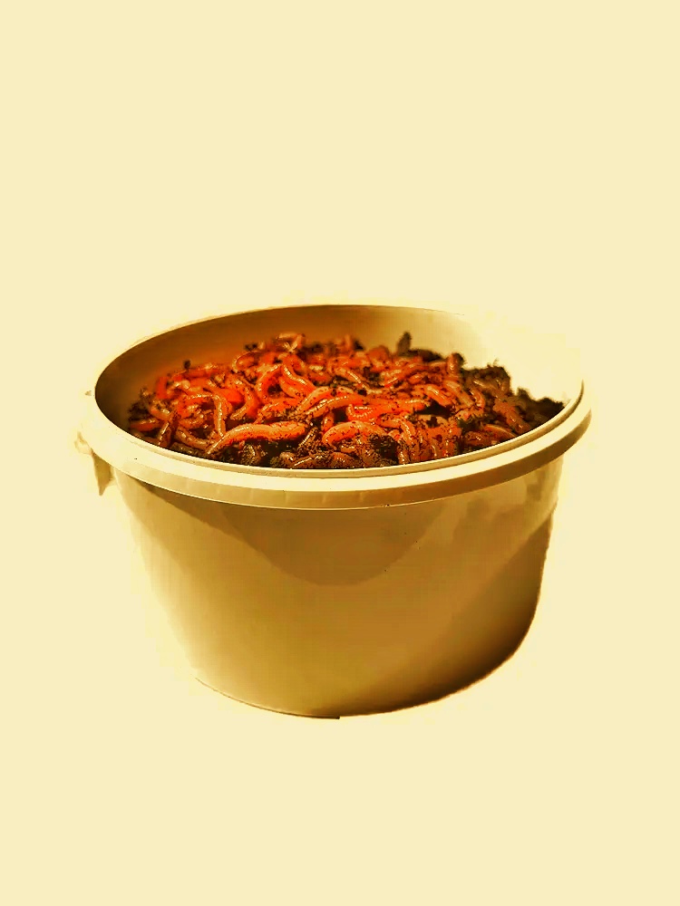 🪱 Small-Scale Worm Composting – From Kitchen Scraps to Rich Soil Worm Composting