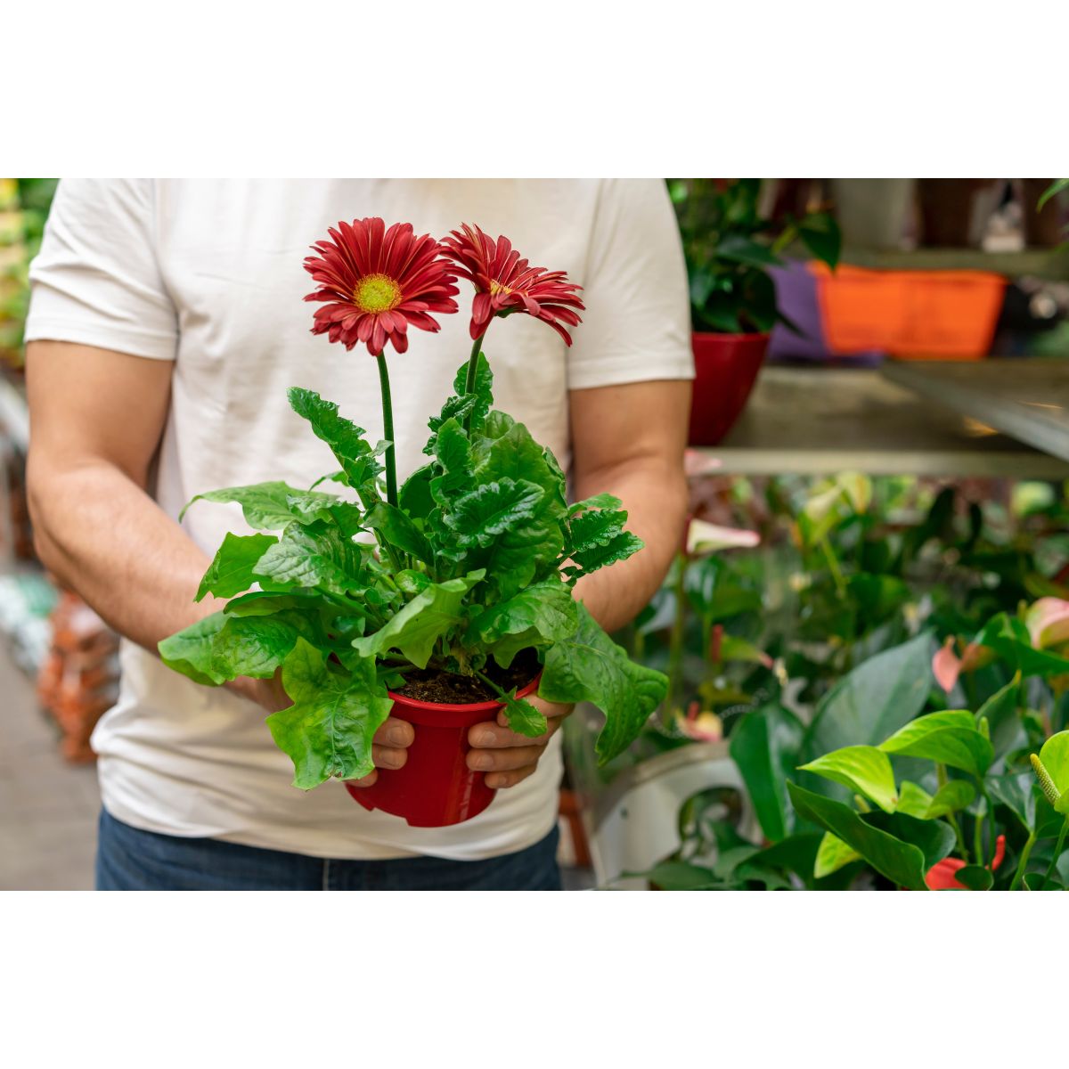 Best Flowering Plants for Home Gardens