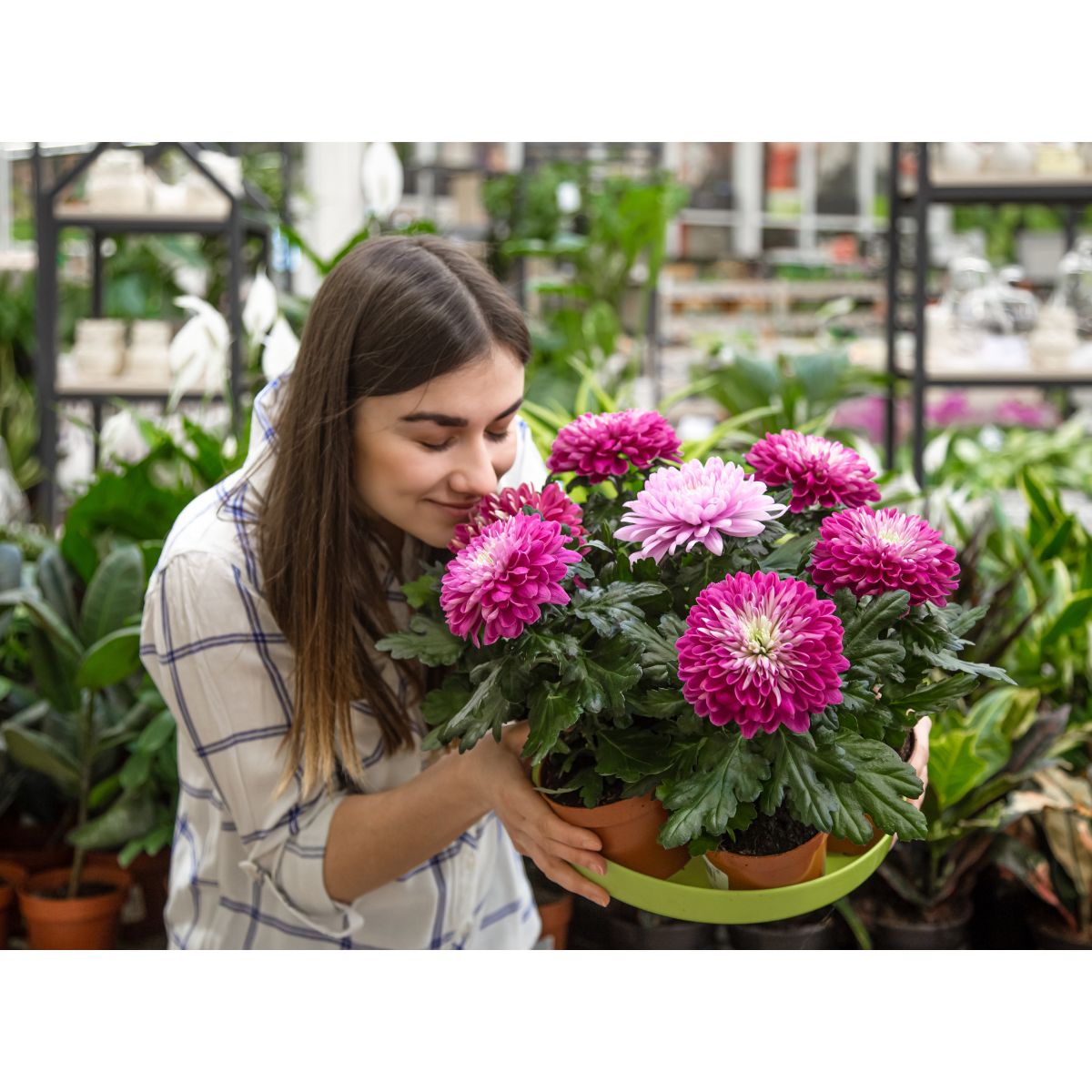 Best Flowering Plants for Home