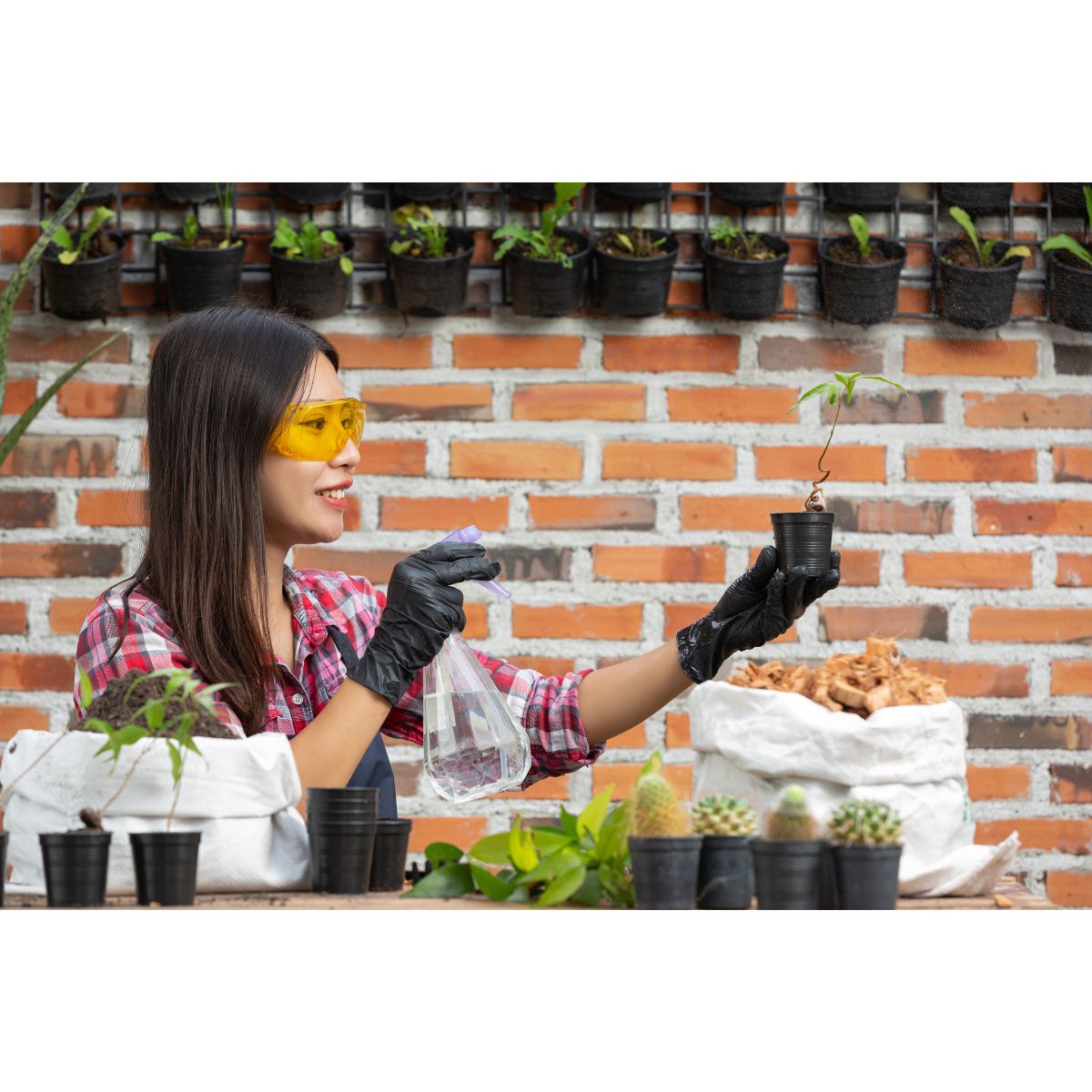 How to Start a Herb Garden at Home step by step