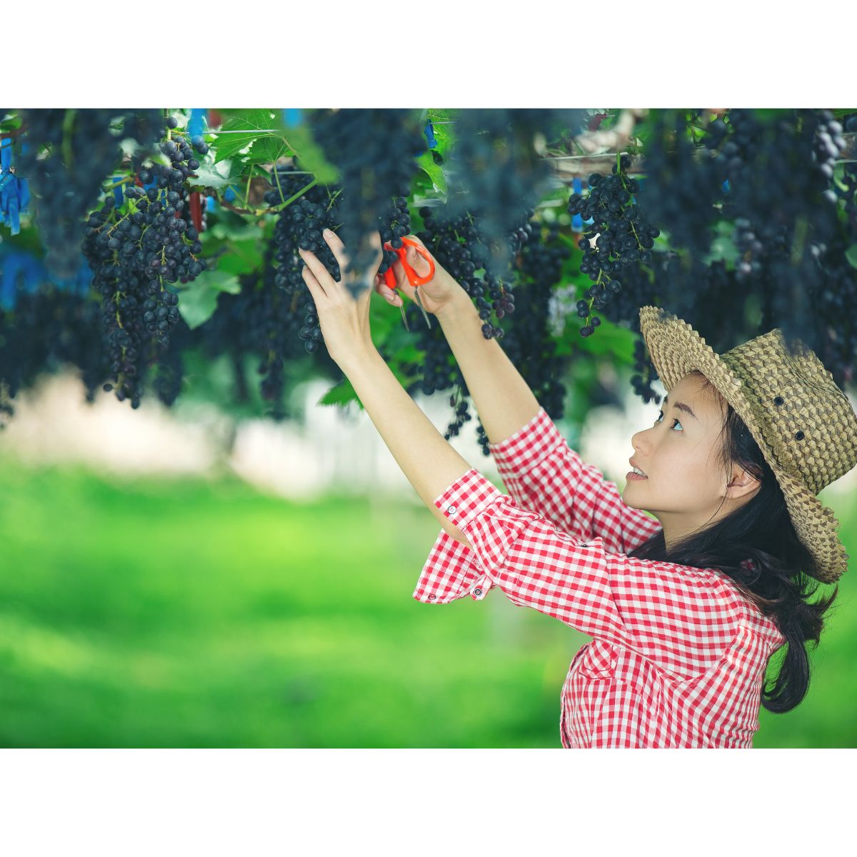 Best Fruit Trees for Small Gardens
