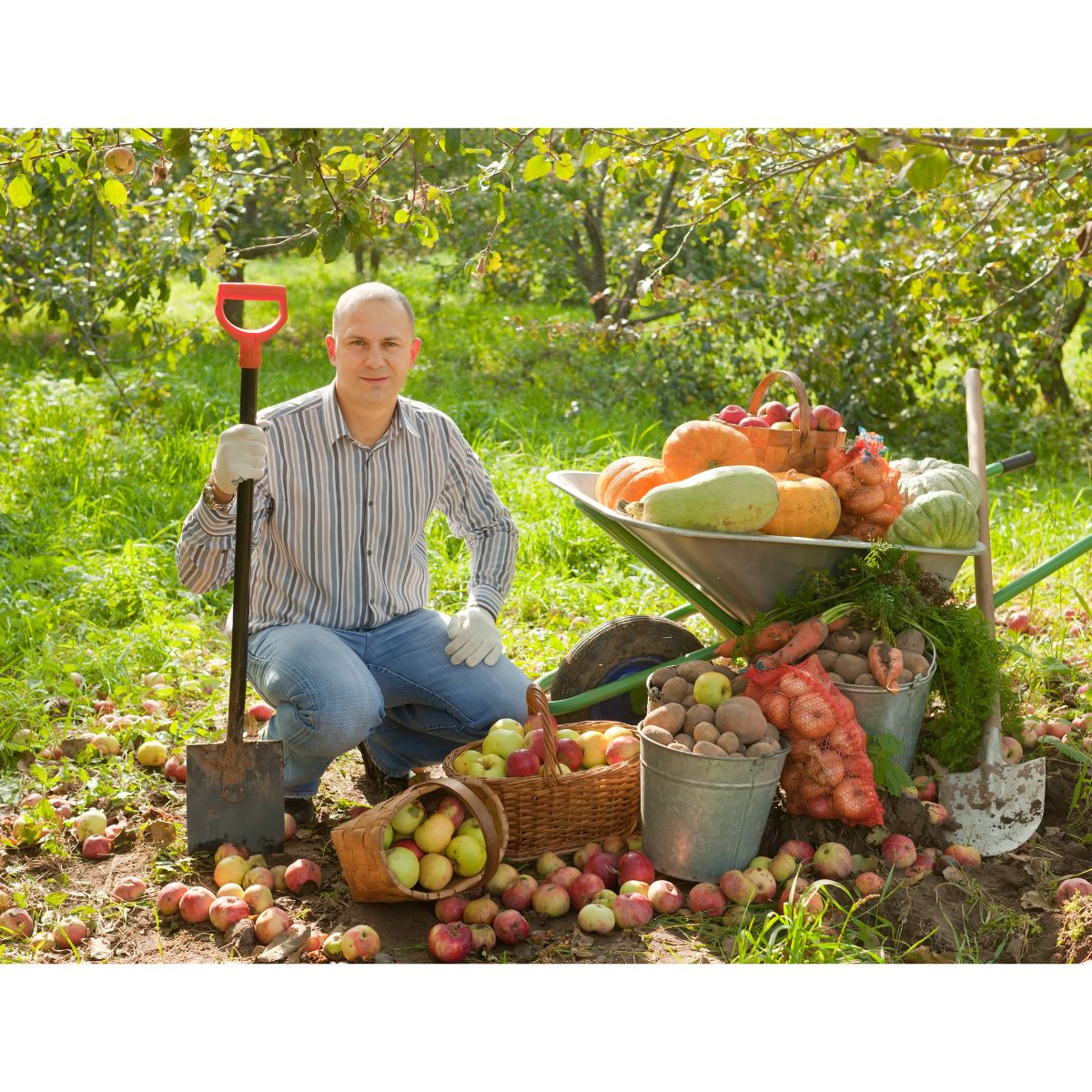 Best Fruit Trees idea for Small Gardens