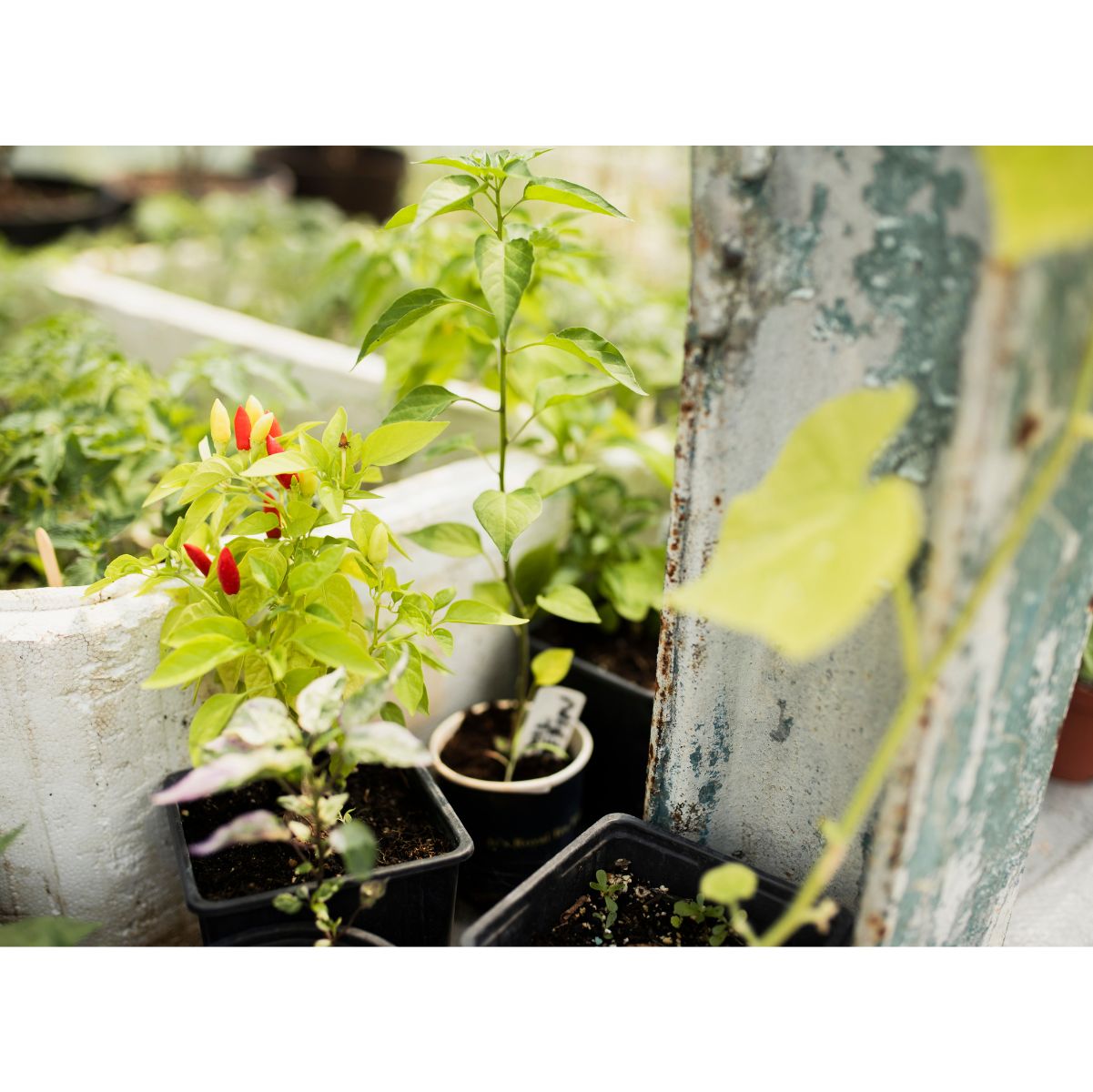 Kitchen Garden Layouts