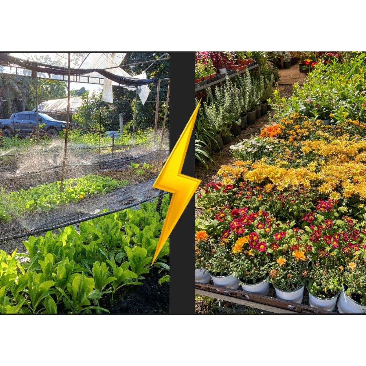 Raised Bed vs Ground Garden – Which Is Better