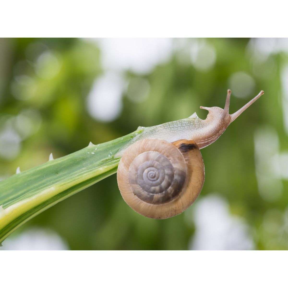 10 Natural Ways to Protect Plants from Snails and Slugs