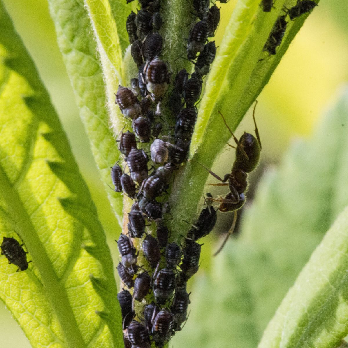 10 Ways to Get Rid of Aphids Naturally