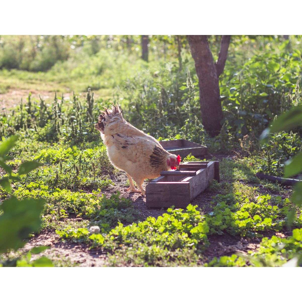 Make Compost With Chicken Poop