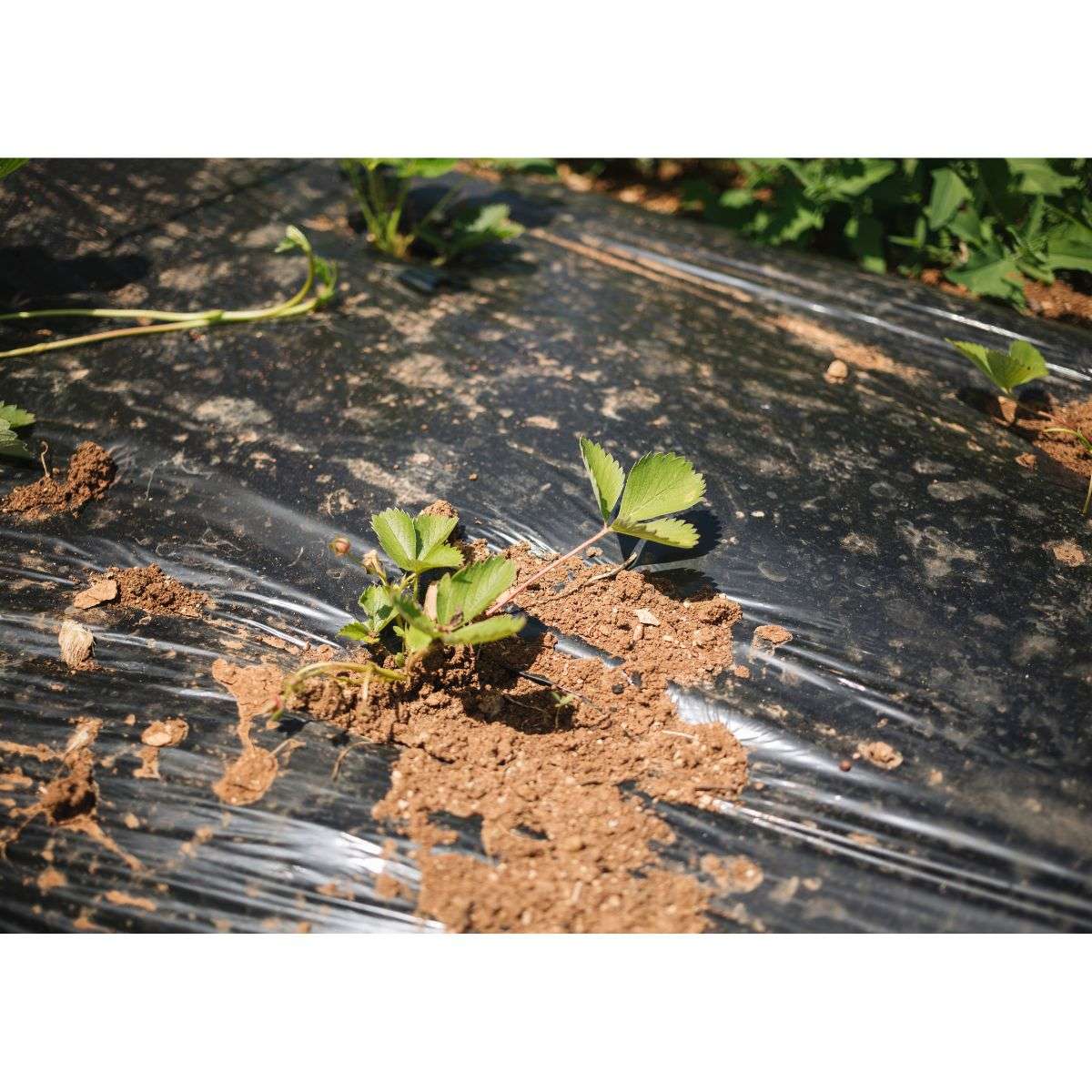 Build Soil That Resists Heat