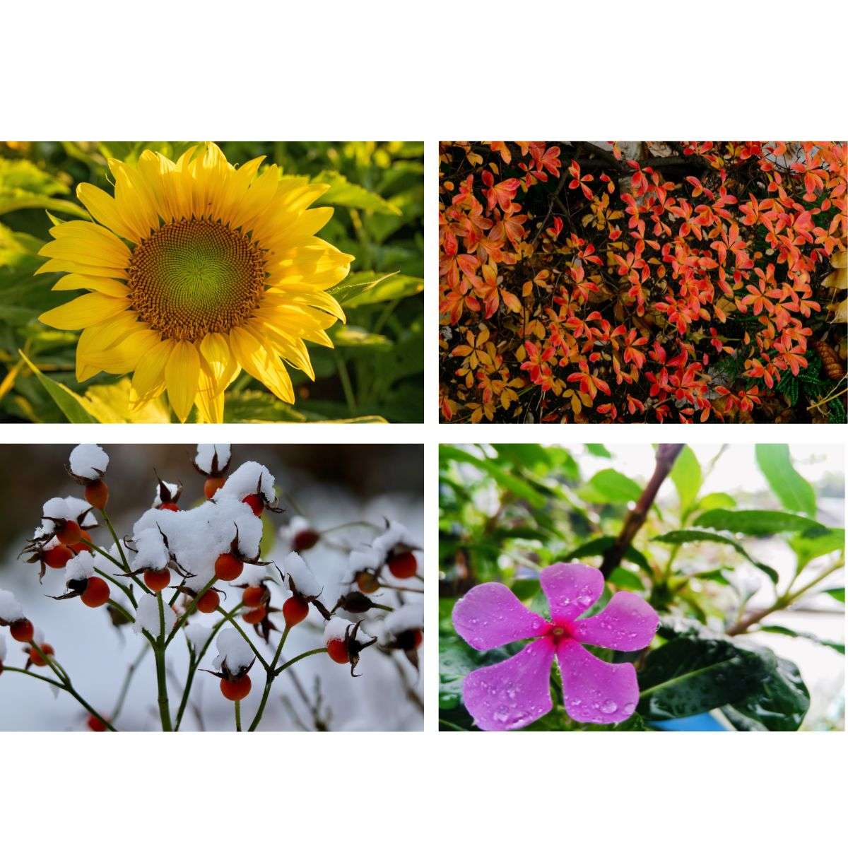 Best Flower Plants for Every Season