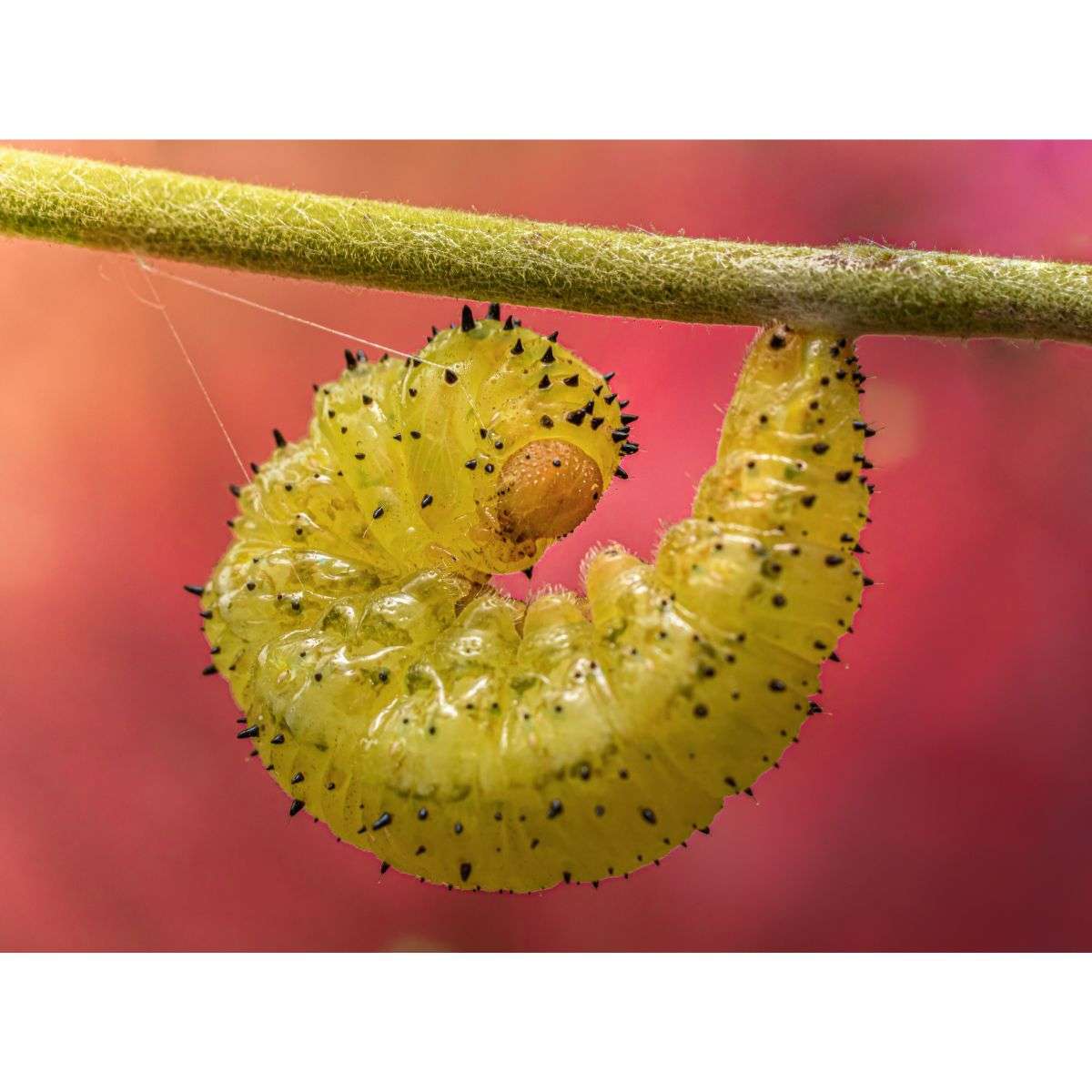 Egg Inspection and Removal