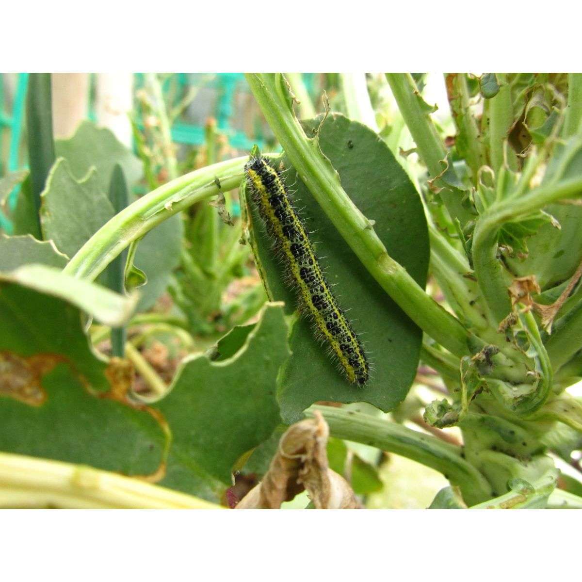 How to Control Caterpillars in Vegetable Plants