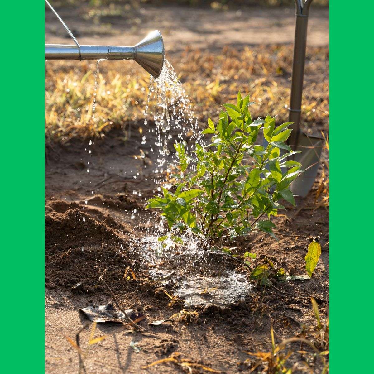 Overwatering The Silent Root Killer