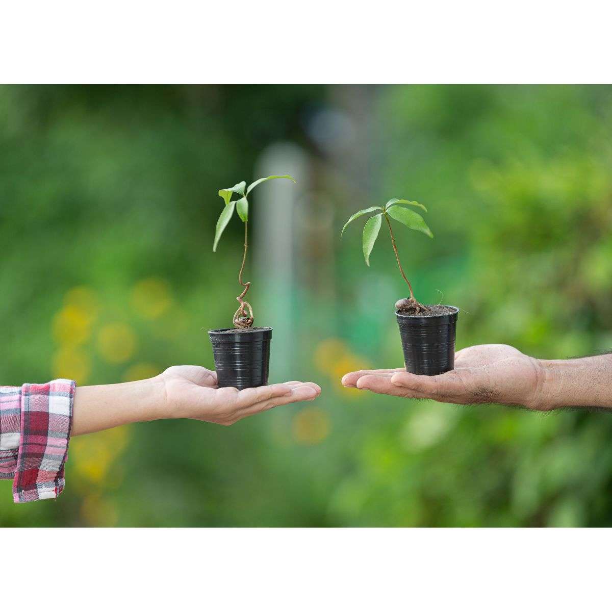 _Protect Seedlings Before Attack