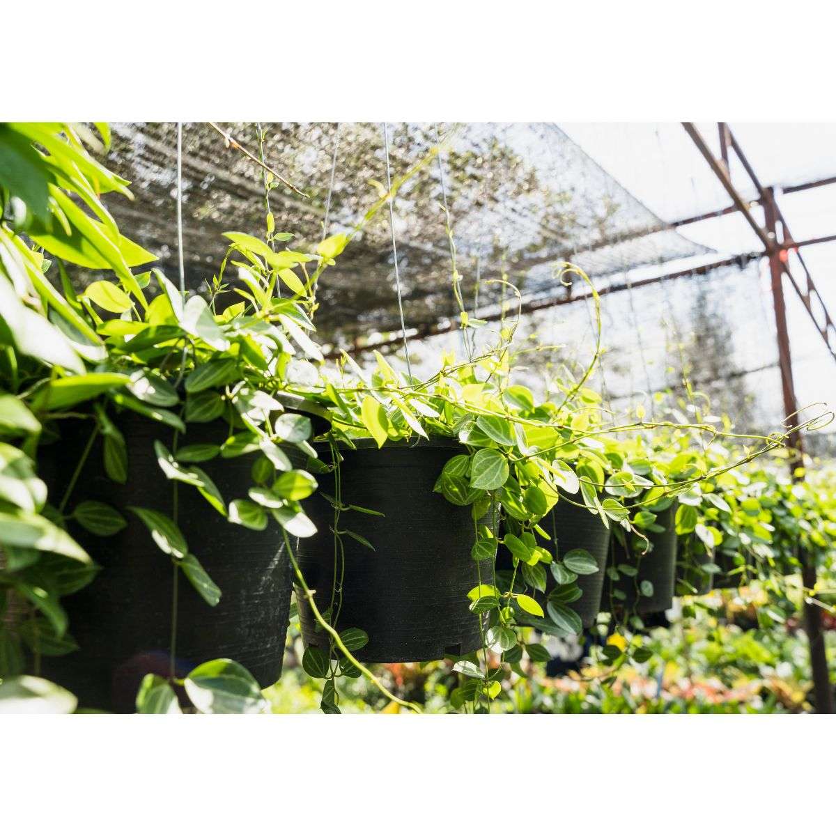 Rain Chains garden water saveing