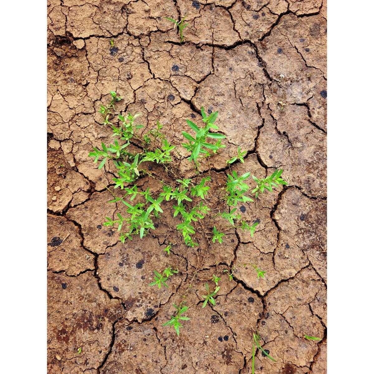 Signs of Poor Garden Bed Soil