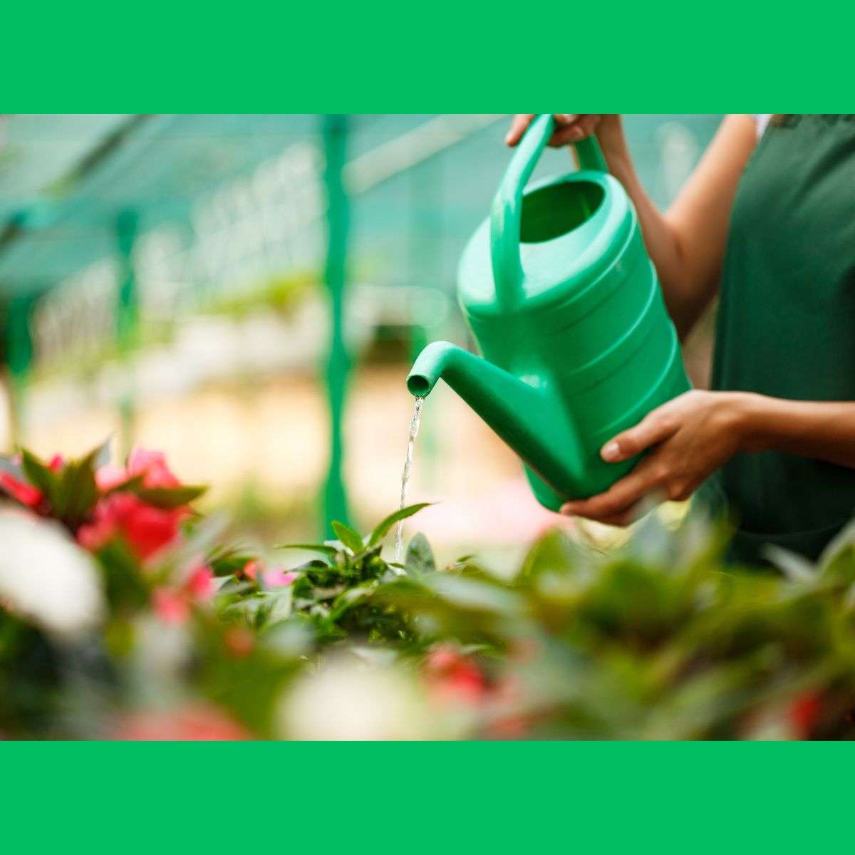 Watering Leaves Instead of Roots
